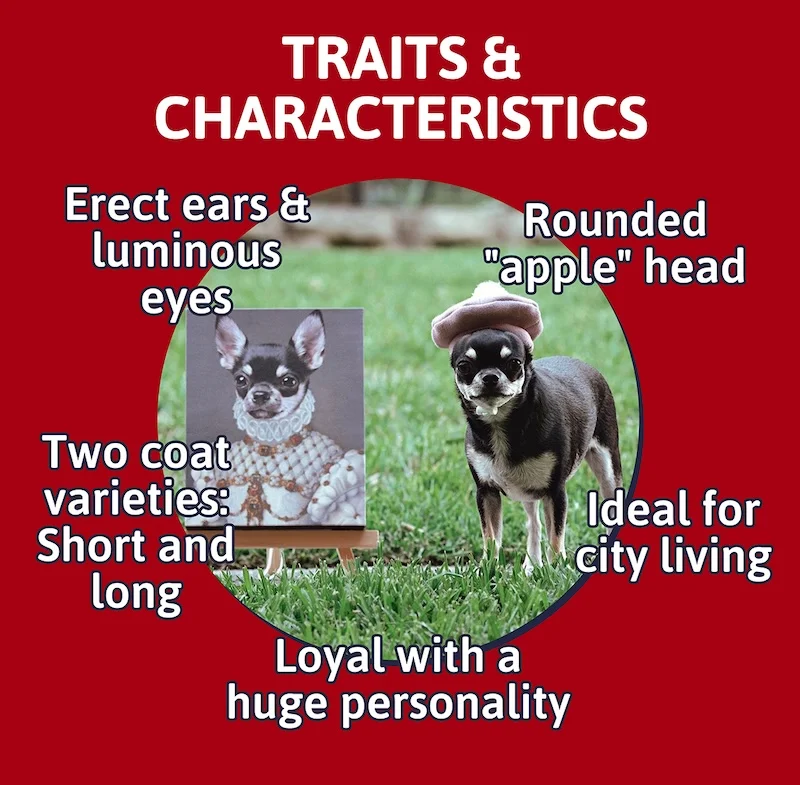 Heading: Traits & Characteristics - Erect ears & luminous eyes - Loyal with a huge personality - Ideal for city living - Two coat varieties: Short and long - Rounded "apple" head