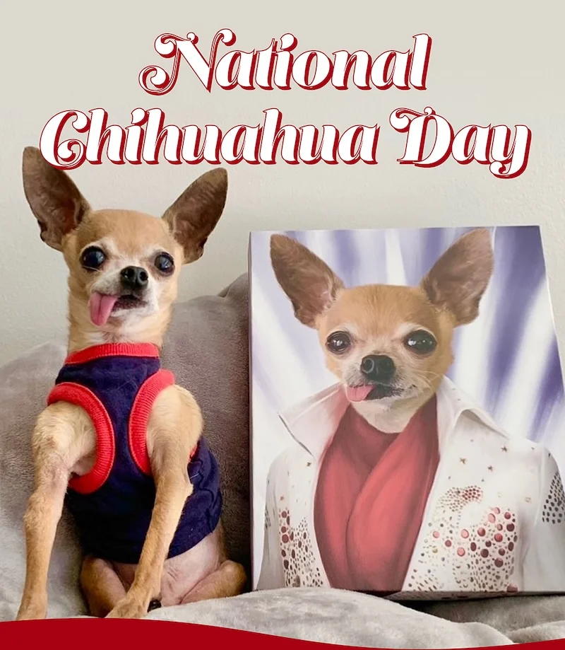National Chihuahua Day