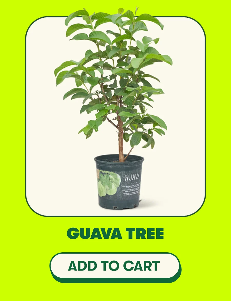 Guava Tree - Add To Cart
