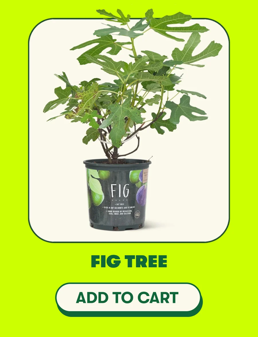 Fig Tree - Add To Cart