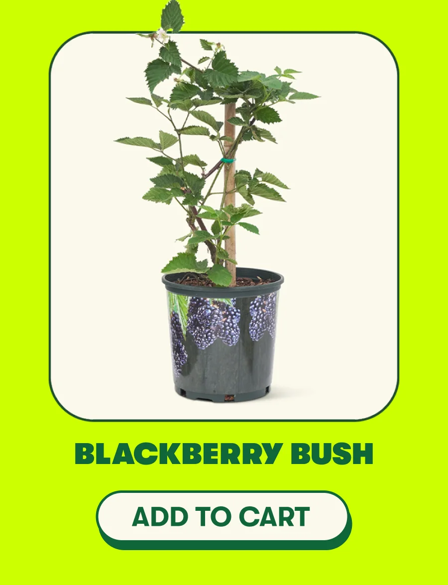 Blackberry Bush - Add To Cart