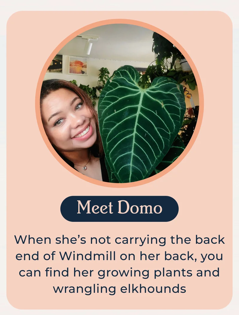 Meet Domo