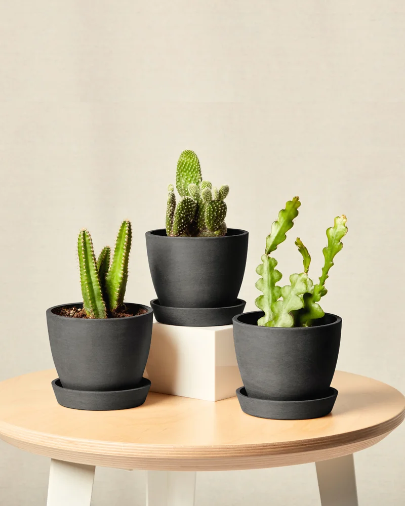 Image of Enchanted Desert Trio