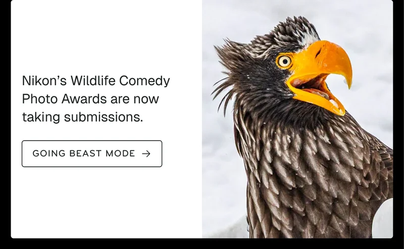 Wildlife Comedy Photo Awards