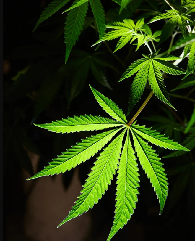 'Cannabis' and 'marijuana' are often used interchangeably, though technically the cannabis plant produces a variety of products that are not psychoactive and contain THC (marijuana refers to the psychoactive products).