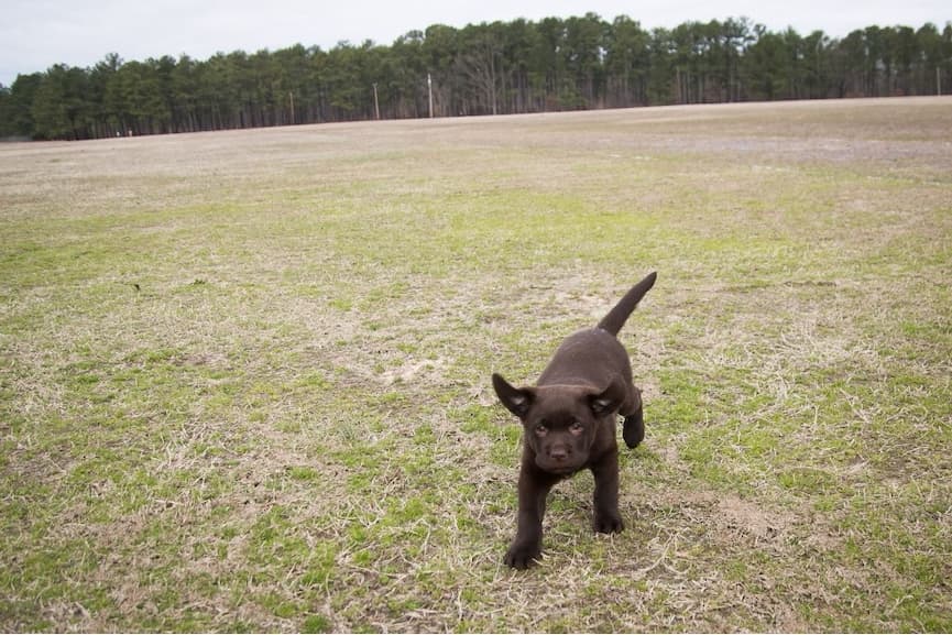 an image of a dog sitting on a beach looking at the camera