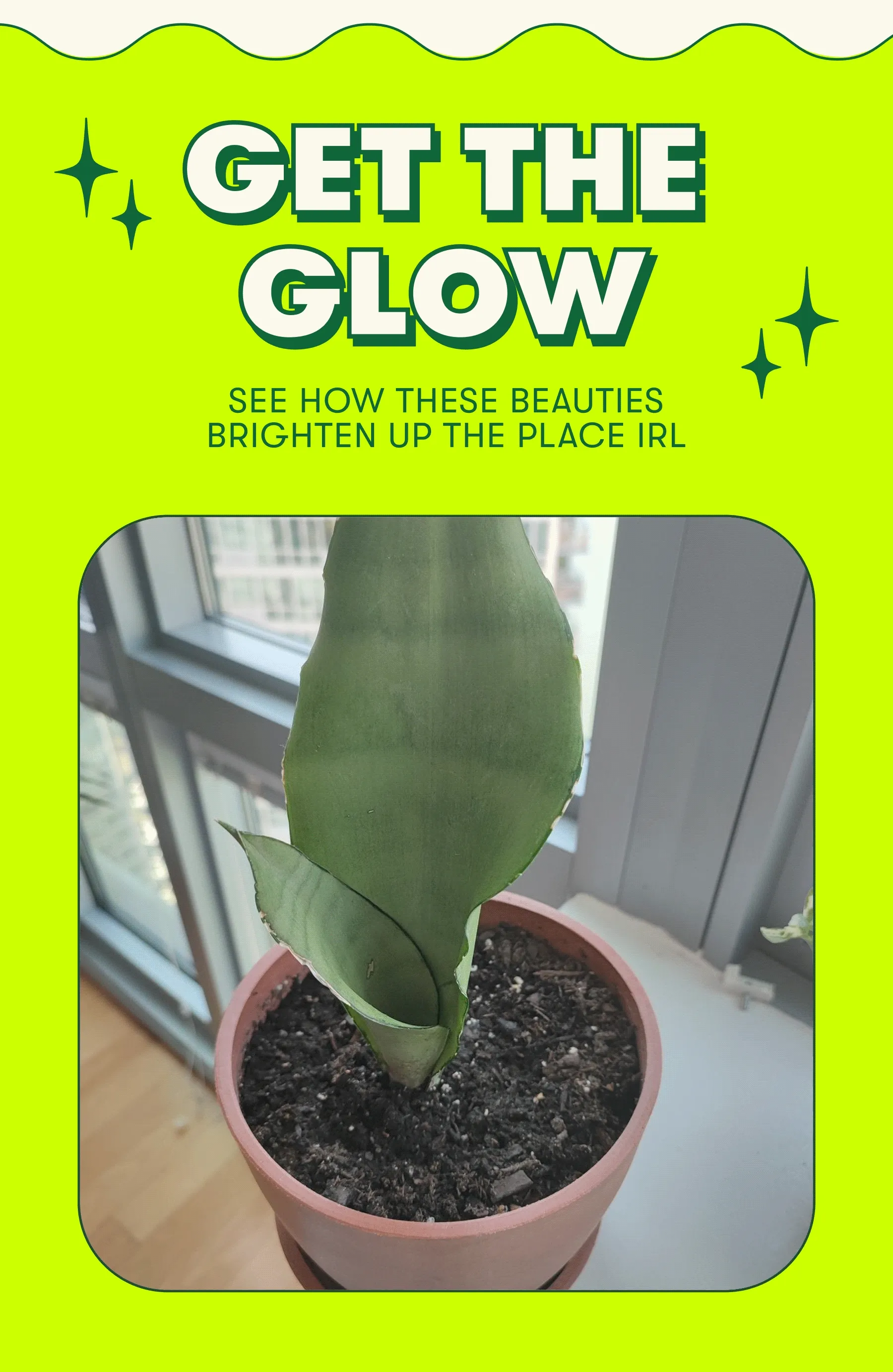 GET THE GLOW SEE HOW THESE BEAUTIES BRIGHTEN UPTHE PLACE IRL