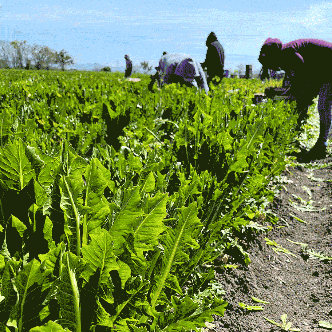 Dandelion Greens