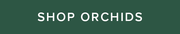 Shop Orchids