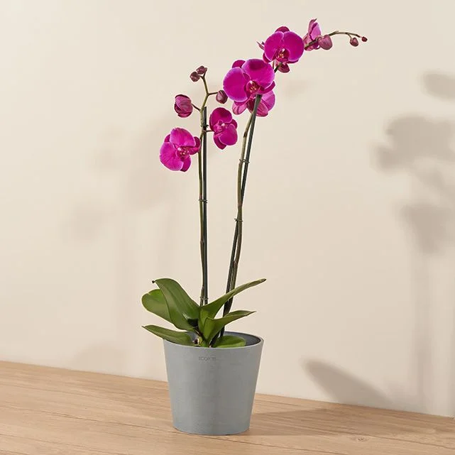 FARMER'S CHOICE ORCHID PLANT