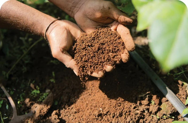 Two hands holding soil.