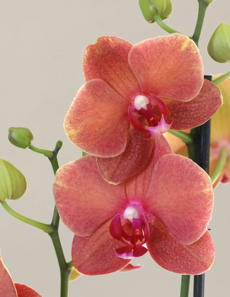 Image of Sunrise Orchid