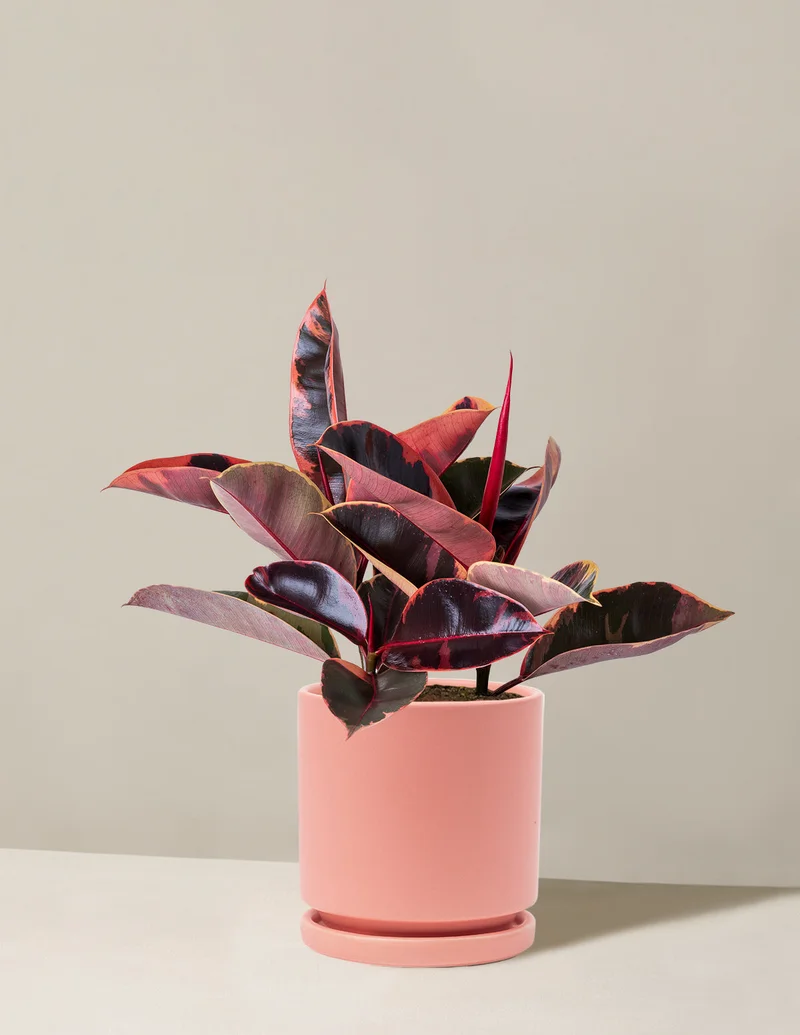 Image of Ficus 'Ruby'