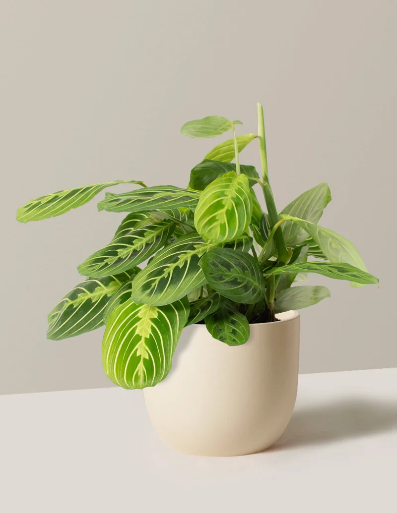 Image of Maranta Lemon Lime