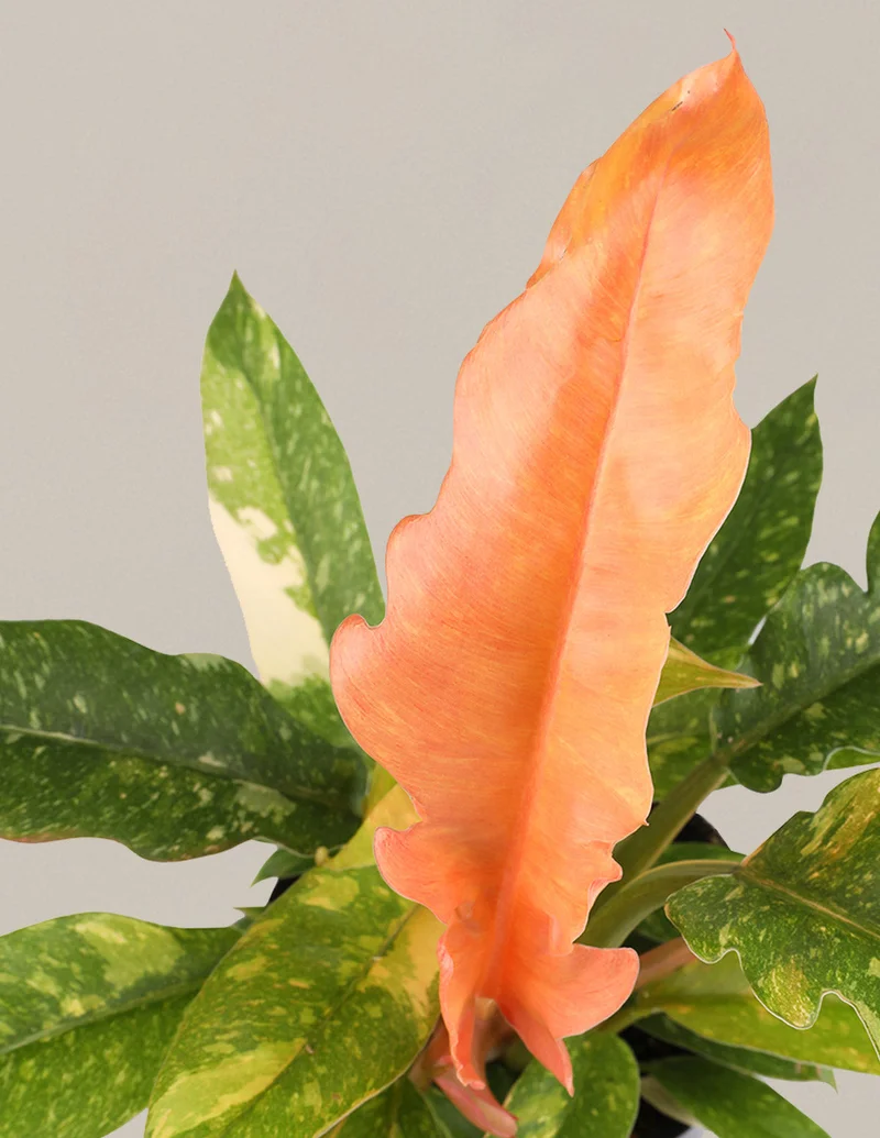 Image of Philodendron Ring of Fire