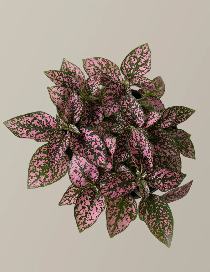 Image of Pink Polka Dot Plant