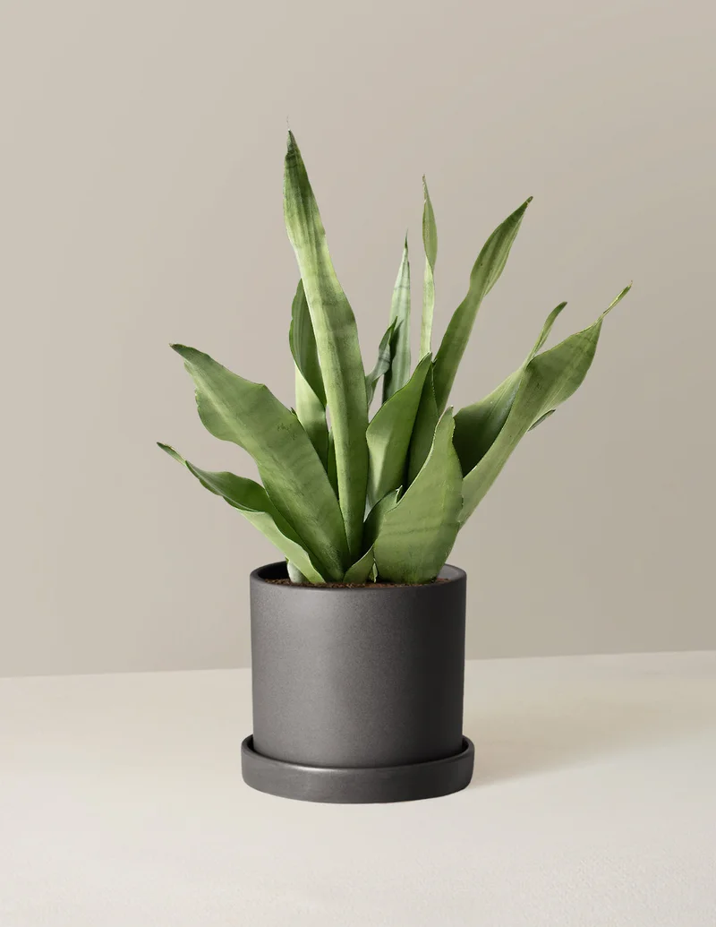 Image of Moonshine Snake Plant