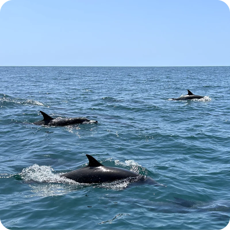 Dolphin watching