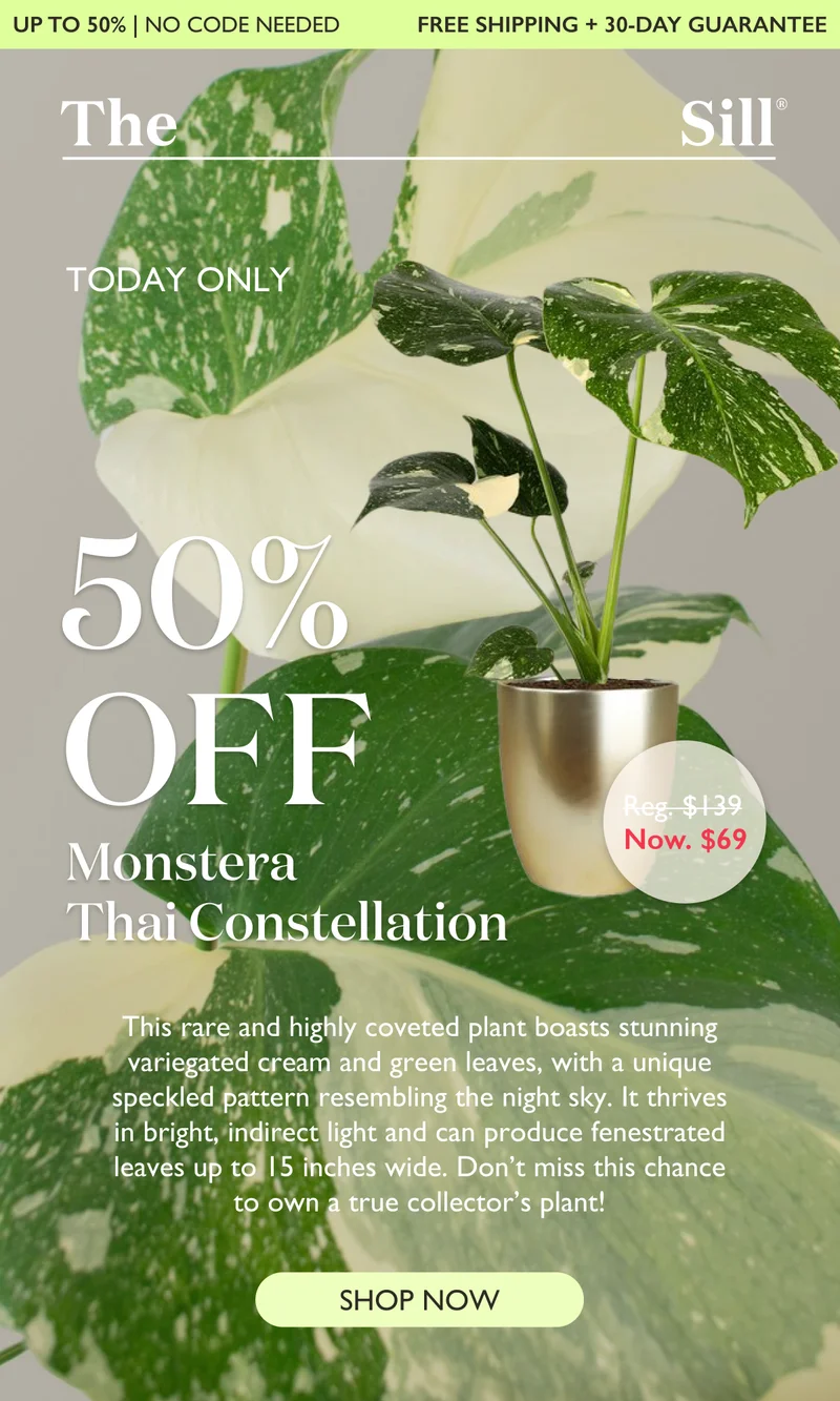 TODAY ONLY: Up to 50% off Monstera Thai Constellation