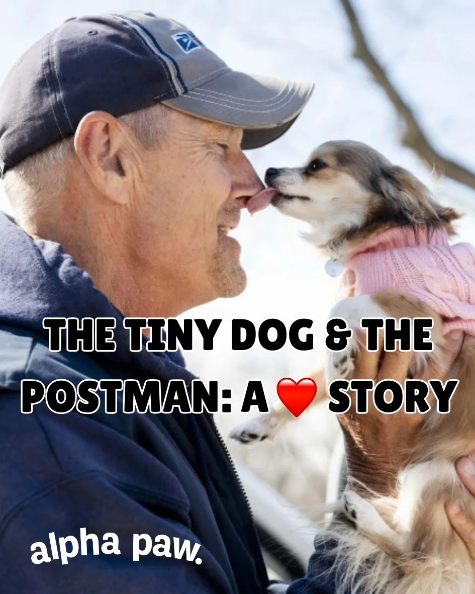 Tiny dog story