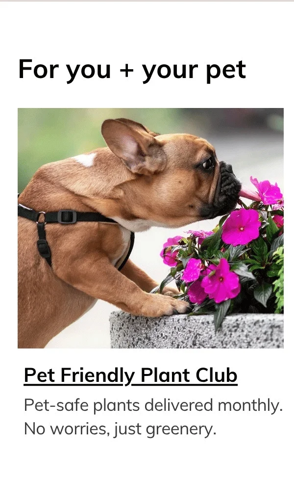 Pet Safe Plants