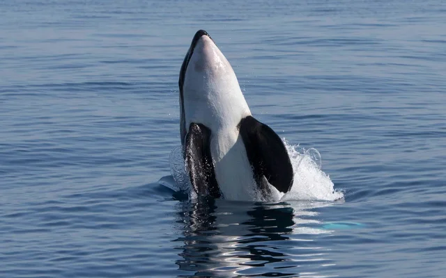 An orca whale pictured off the coast of Gibraltar.
