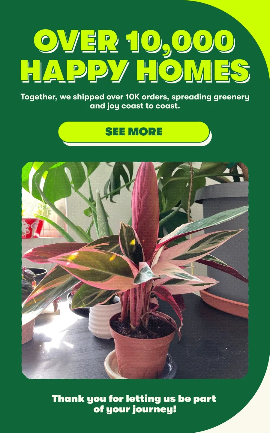 OVER 10,000 HAPPY HOMES  Together, we shipped over 10K orders, spreading greenery and joy coast to coast.  [SEE MORE]  Thank you for letting us be part of your journey!