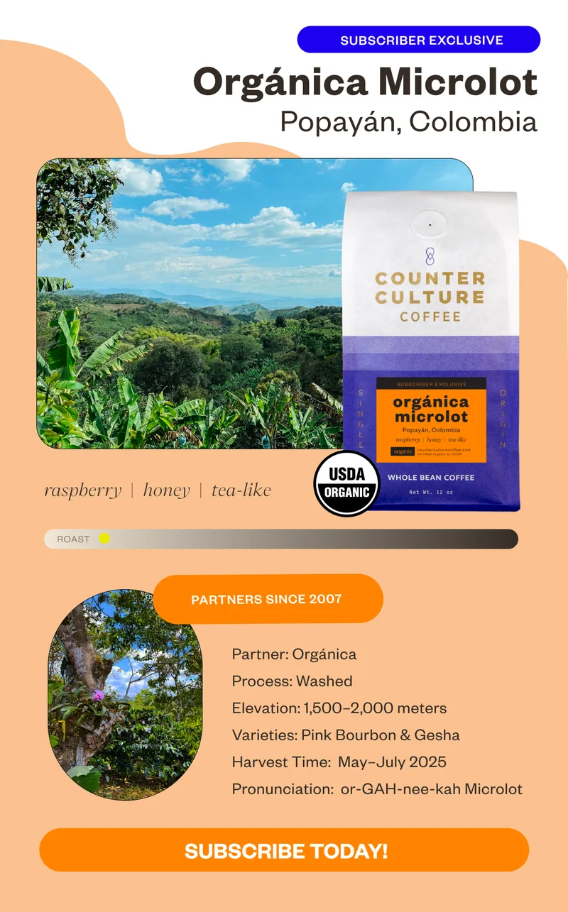 Subscriber Exclusive Orgánica Microlot Popayan, Colombia raspberry honey tea-like Partners since 2007Process: Washed Elevation: 1,500–2,000 meters Varieties: Pink Bourbon & Gesha Harvest Time: May-July 2025. Pronunciation: Ore-GANN-ee-cah Microlot CTA: Subscribe Today! Subscriber Exclusive Orgánica Microlot Popayan, Colombia raspberry honey tea-like Partners since 2007Process: Washed Elevation: 1,500–2,000 meters Varieties: Pink Bourbon & Gesha Harvest Time: May-July 2025. Pronunciation: Ore-GANN-ee-cah Microlot CTA: Subscribe Today!