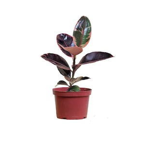 30% Off Select House Plants