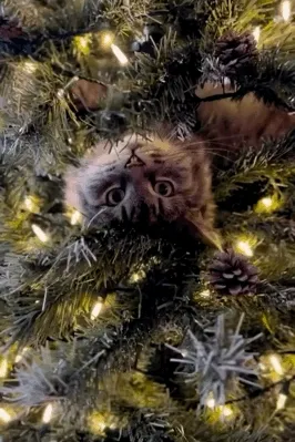 A cat plays in a christmas tree
