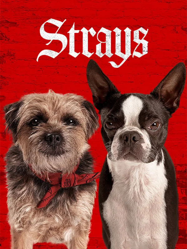 Strays