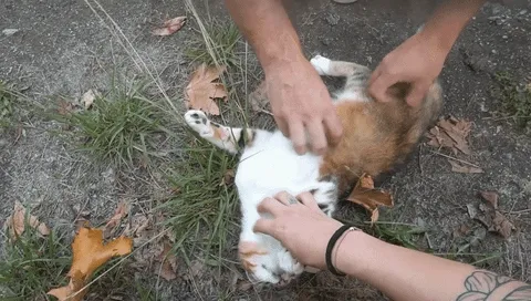A cat sticks its head under a faucet of water