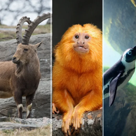 The left panel depicts a brown mountain goat with large, curved horns, standing on rocks. The middle panel shows a close-up of a golden lion tamarin, a small monkey with bright orange fur, sitting on a branch. The right panel shows a penguin, black and white, swimming underwater, likely in an exhibit.
