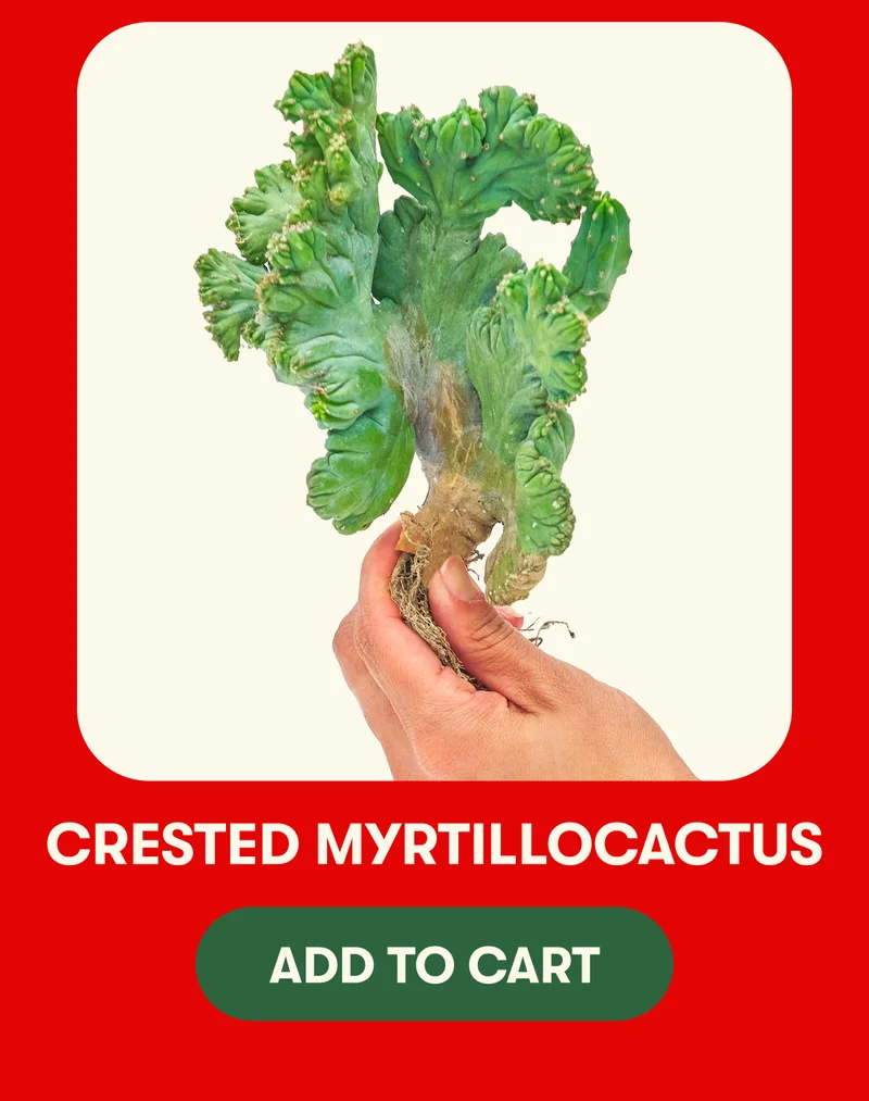 Crested Myrtillocactus - Add To Cart