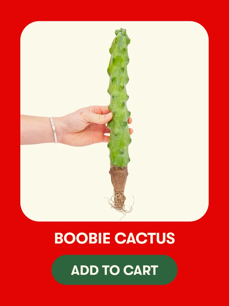 Boobie Cactus - Add to Cart