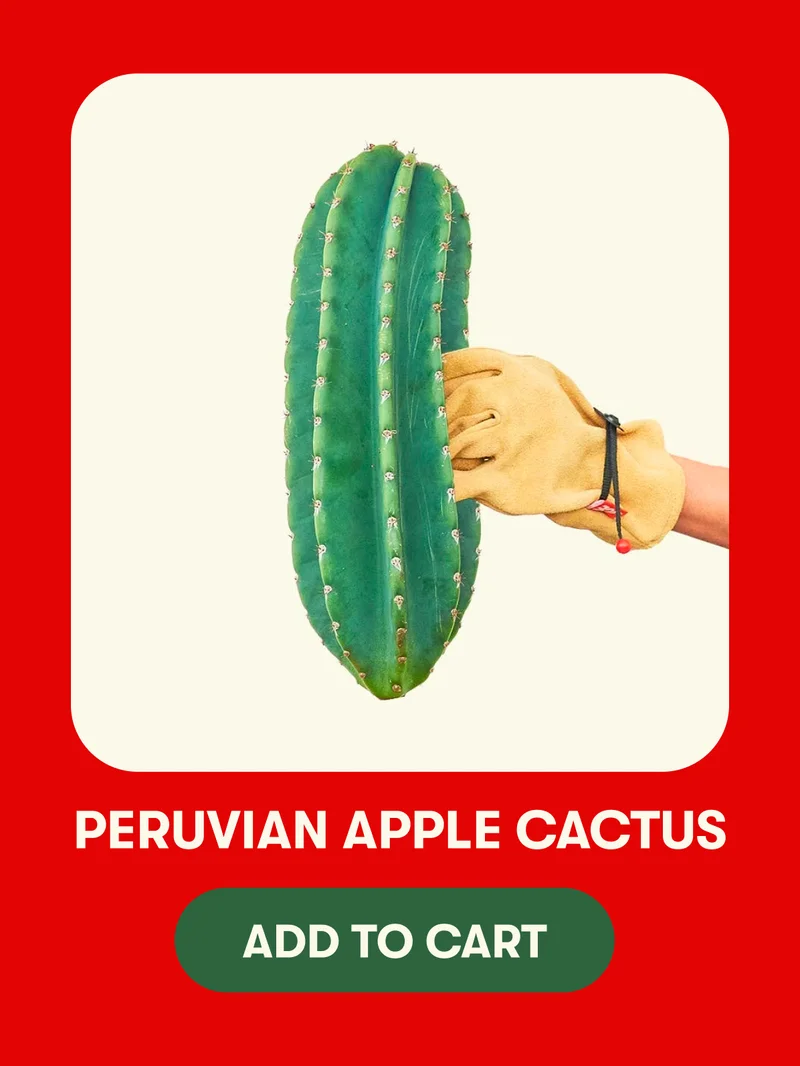 Peruvian Apple Cactus - Add to Cart