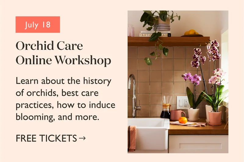 Orchid Care Online Workshop