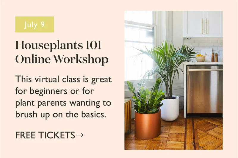 Houseplants 101 Online Workshop