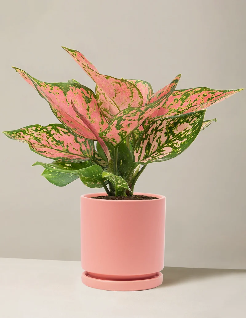 Image of Aglaonema Wishes