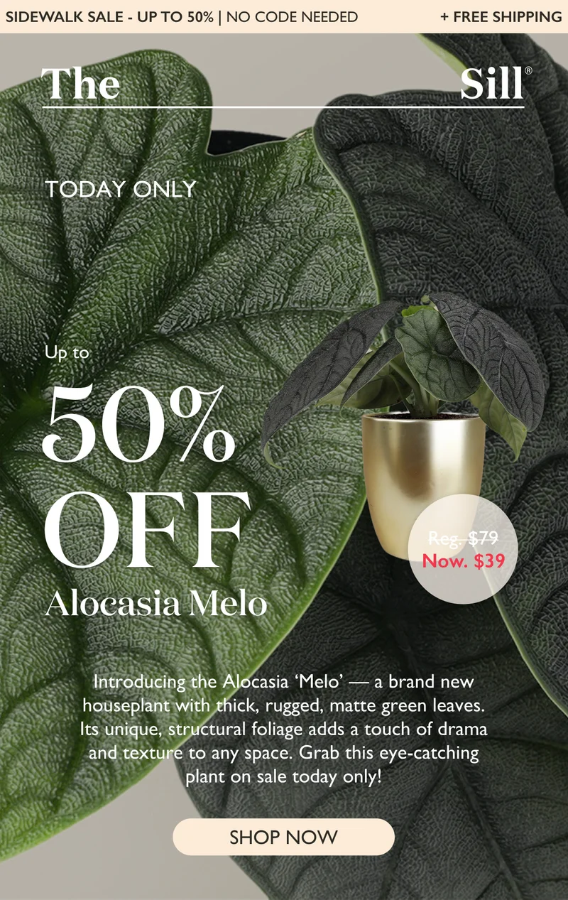 TODAY ONLY: Up to 50% off Alocasia Melo