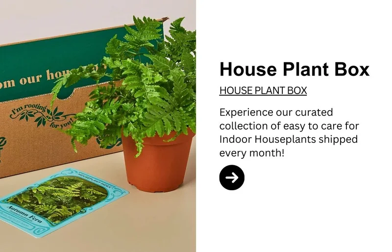 House Plant Box