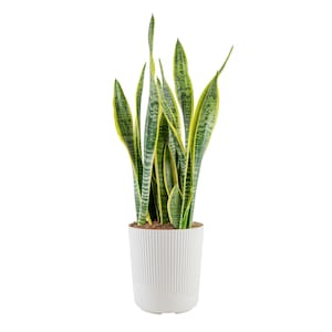 Up to 35% Off Select Costa Farms Plants