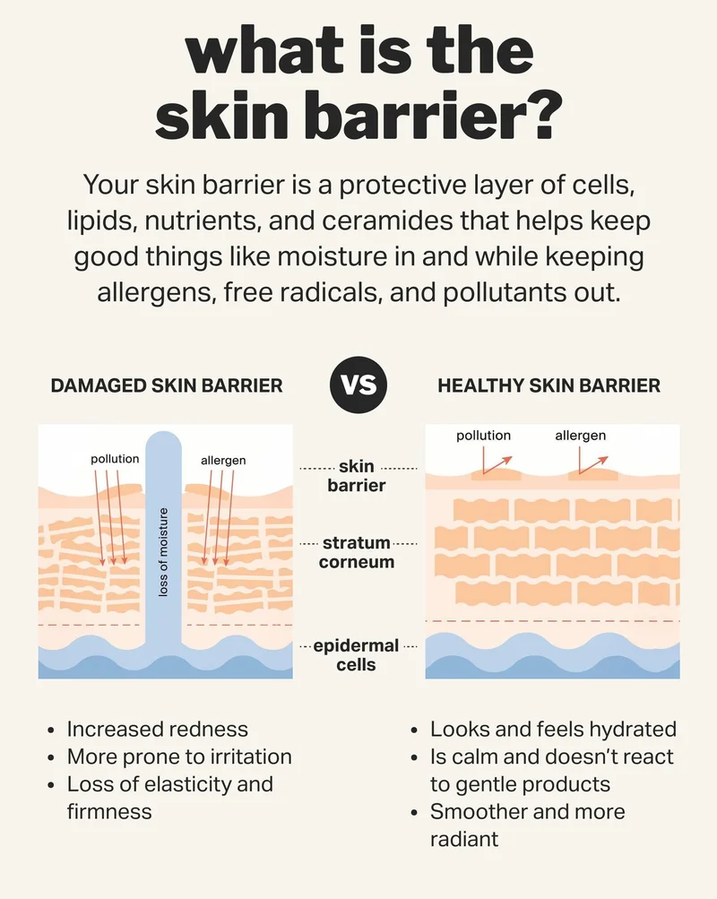 what is the skin barrier?