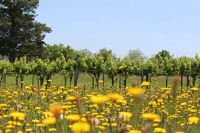 Vines grow behind yellow wildflowers at Jules J Berta Winery near Albertville, Alabama, where the family cultivates Muscadine, Syrah and other varieties.
