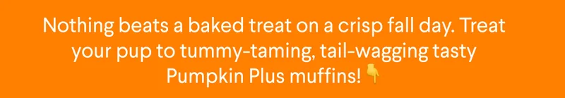 Nothing beats a baked treat on a crisp fall day. Treat your pup to tummy-taming, tail-wagging tasty Pumpkin Plus muffins!👇