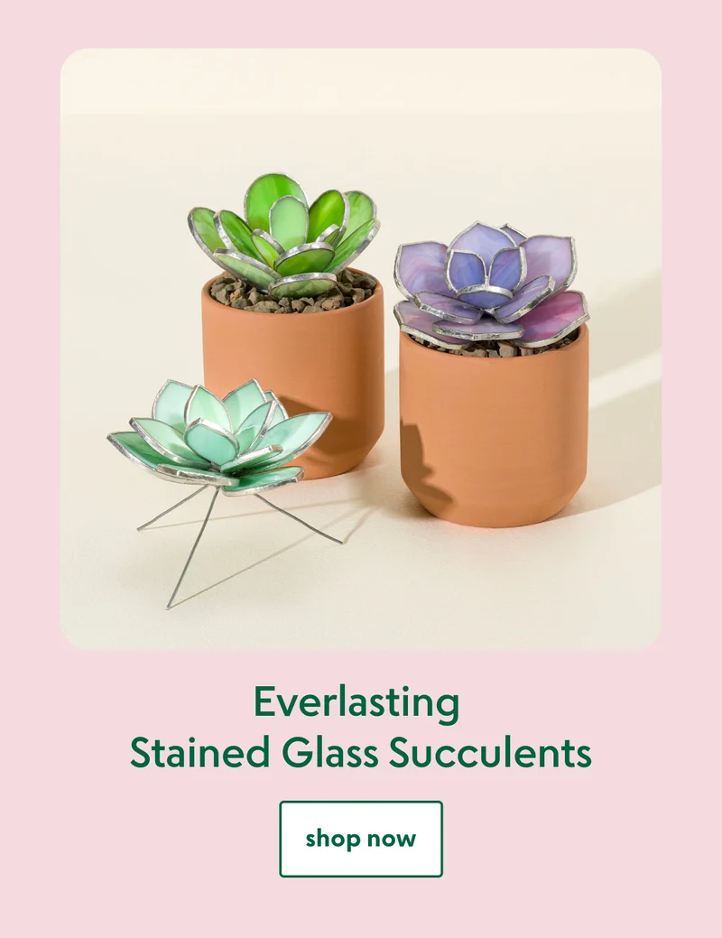 Everlasting Stained Glass Succulents