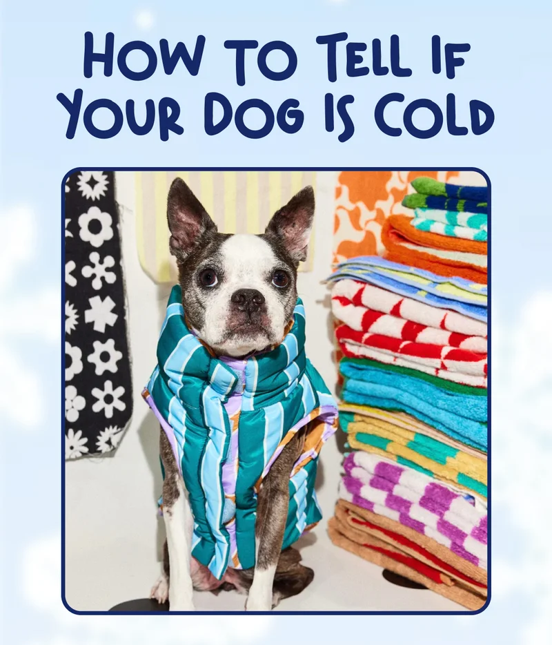 How to Tell If Your Dog Is Cold