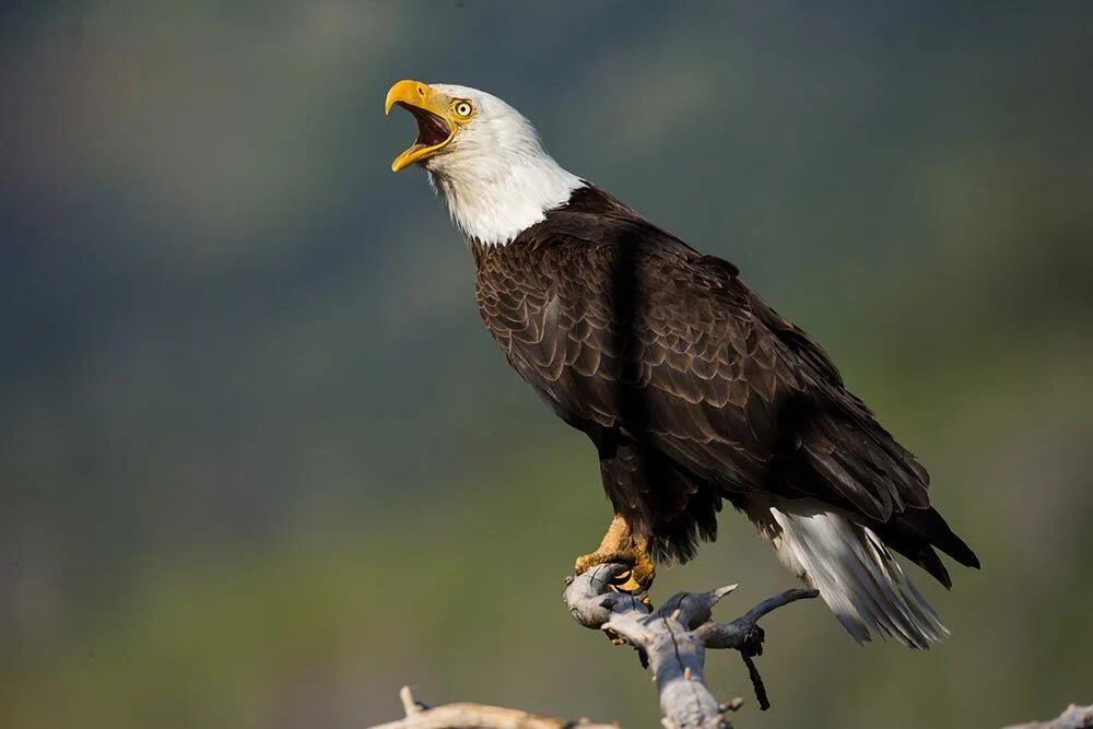 An eagle's white feathers on its head and very dark brown feathers on its body and wings.