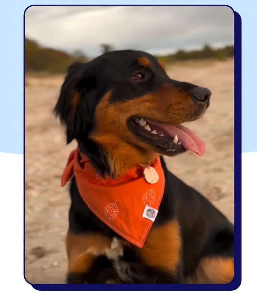 Photo: Beautiful Mixed Breed Doggo on the beach