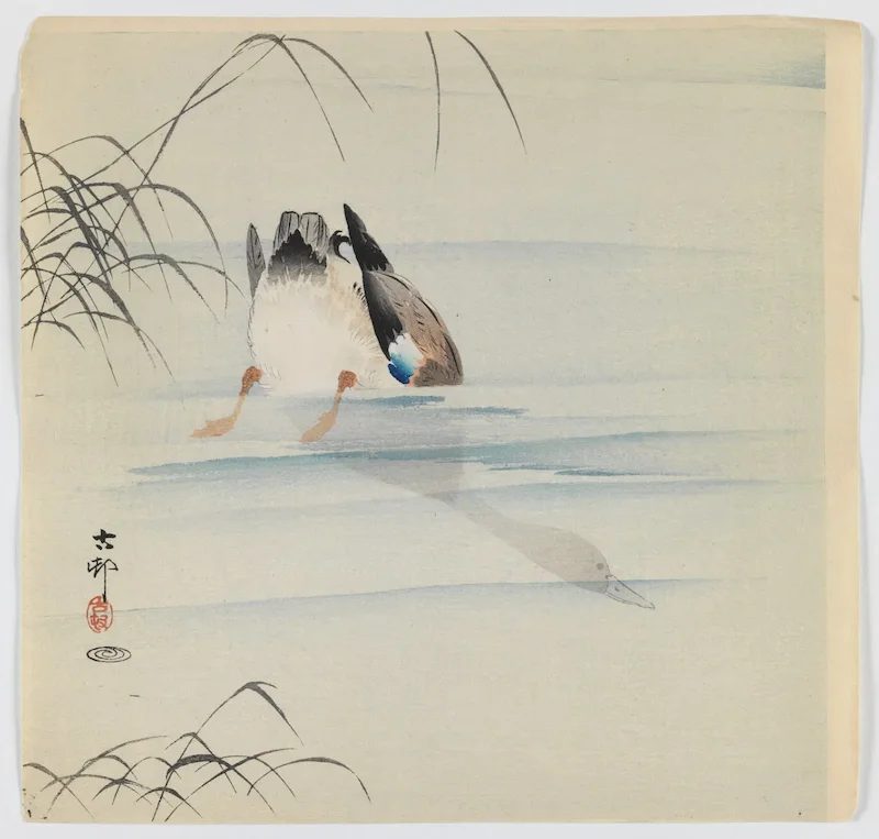 A woodblock color print of a mallard diving into the water